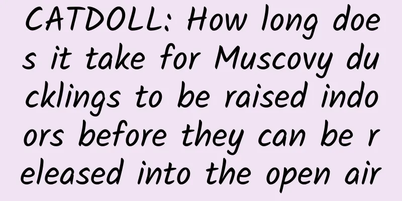CATDOLL: How long does it take for Muscovy ducklings to be raised indoors before they can be released into the open air
