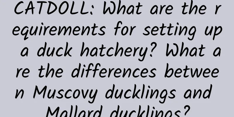 CATDOLL: What are the requirements for setting up a duck hatchery? What are the differences between Muscovy ducklings and Mallard ducklings?