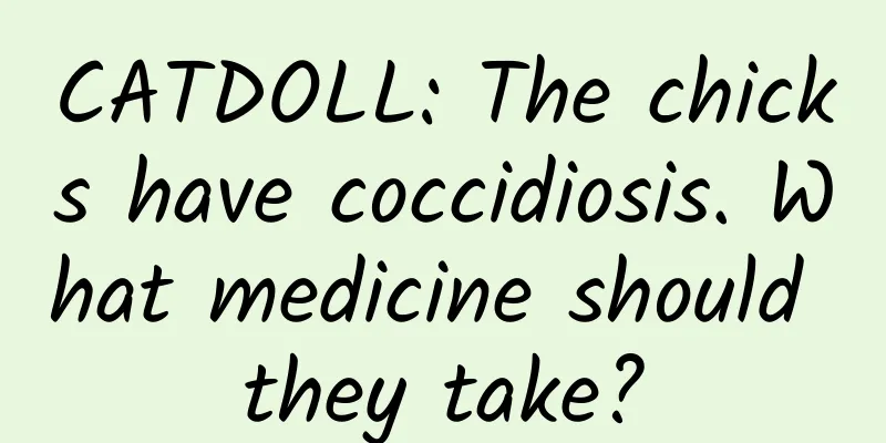 CATDOLL: The chicks have coccidiosis. What medicine should they take?