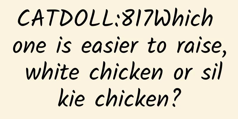 CATDOLL:817Which one is easier to raise, white chicken or silkie chicken?
