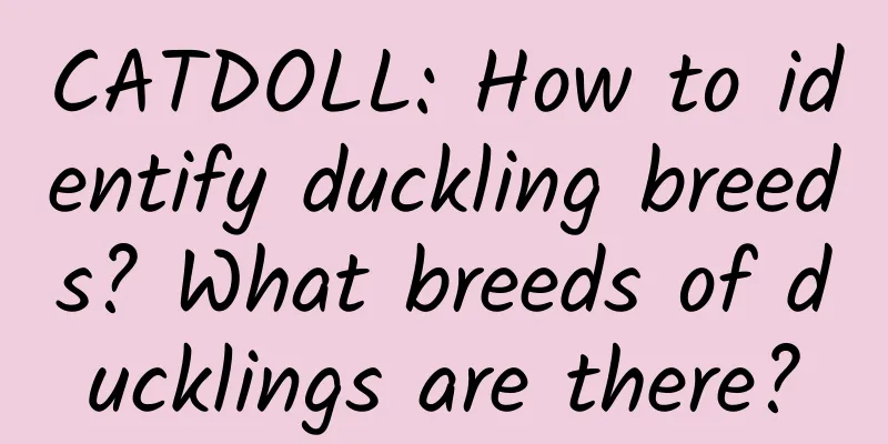 CATDOLL: How to identify duckling breeds? What breeds of ducklings are there?