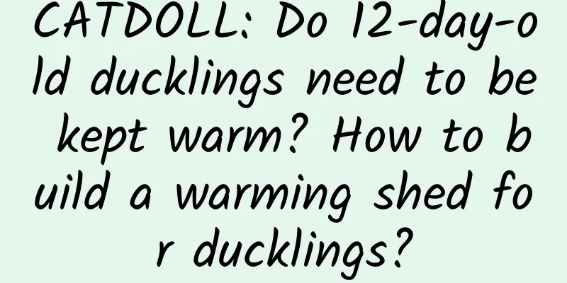 CATDOLL: Do 12-day-old ducklings need to be kept warm? How to build a warming shed for ducklings?