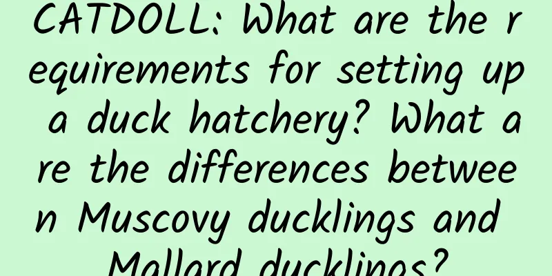 CATDOLL: What are the requirements for setting up a duck hatchery? What are the differences between Muscovy ducklings and Mallard ducklings?