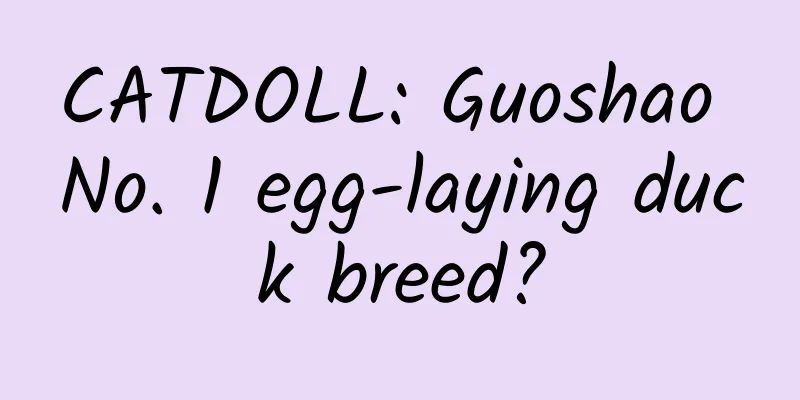 CATDOLL: Guoshao No. 1 egg-laying duck breed?