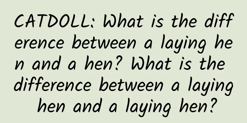 CATDOLL: What is the difference between a laying hen and a hen? What is the difference between a laying hen and a laying hen?