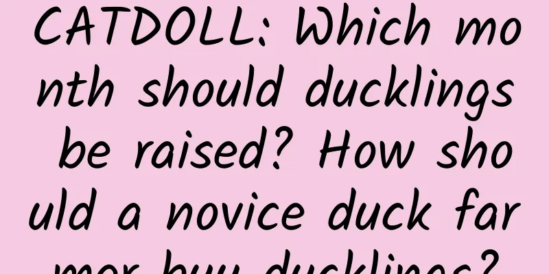 CATDOLL: Which month should ducklings be raised? How should a novice duck farmer buy ducklings?