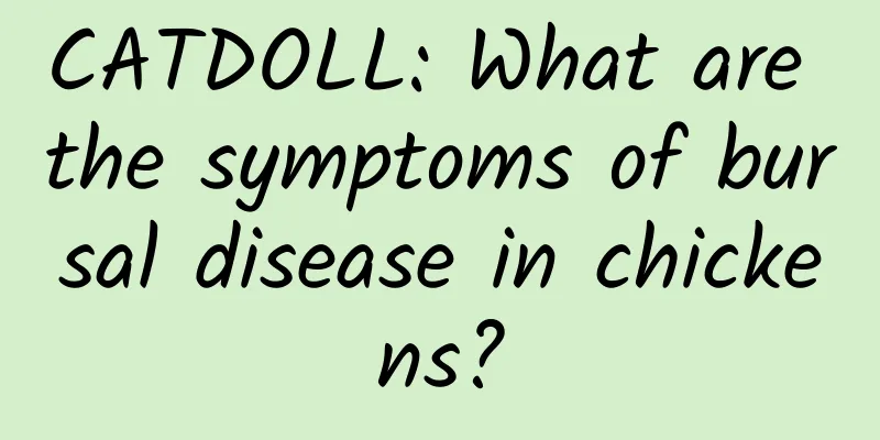 CATDOLL: What are the symptoms of bursal disease in chickens?
