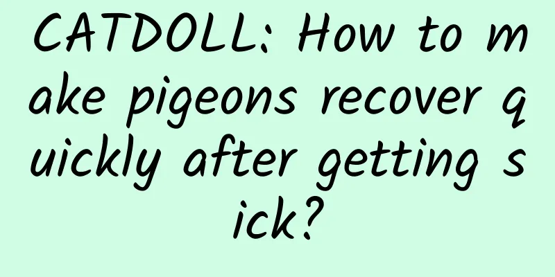 CATDOLL: How to make pigeons recover quickly after getting sick?