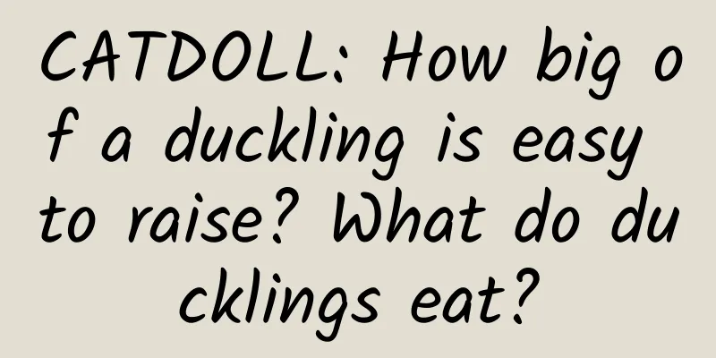 CATDOLL: How big of a duckling is easy to raise? What do ducklings eat?
