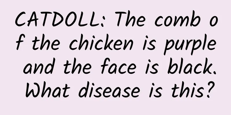 CATDOLL: The comb of the chicken is purple and the face is black. What disease is this?