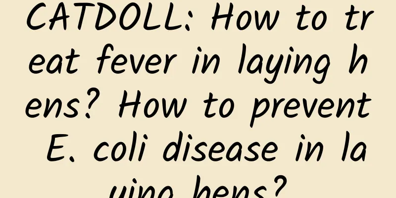CATDOLL: How to treat fever in laying hens? How to prevent E. coli disease in laying hens?