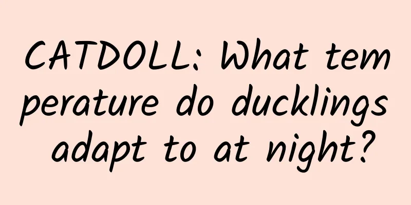 CATDOLL: What temperature do ducklings adapt to at night?