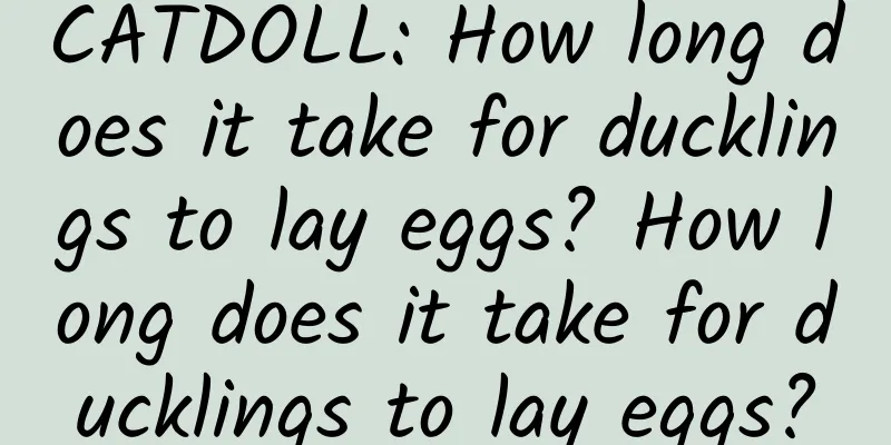 CATDOLL: How long does it take for ducklings to lay eggs? How long does it take for ducklings to lay eggs?