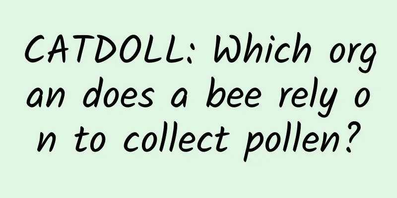 CATDOLL: Which organ does a bee rely on to collect pollen?