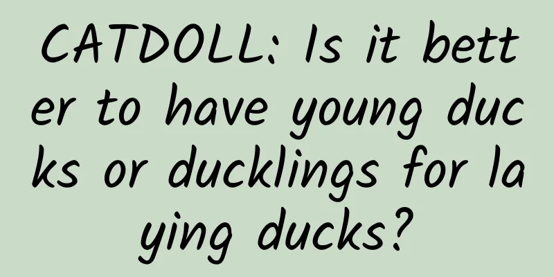 CATDOLL: Is it better to have young ducks or ducklings for laying ducks?