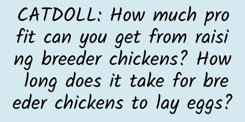 CATDOLL: How much profit can you get from raising breeder chickens? How long does it take for breeder chickens to lay eggs?