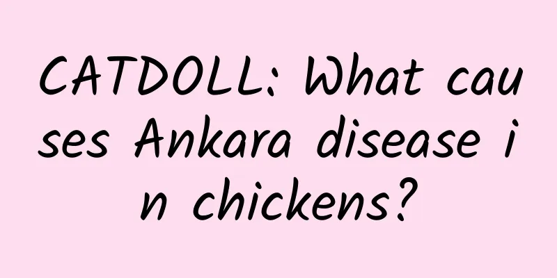 CATDOLL: What causes Ankara disease in chickens?