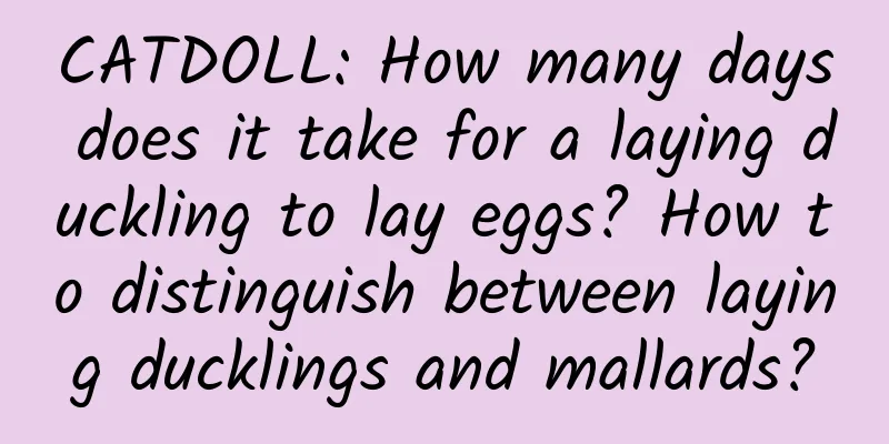 CATDOLL: How many days does it take for a laying duckling to lay eggs? How to distinguish between laying ducklings and mallards?