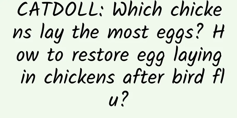 CATDOLL: Which chickens lay the most eggs? How to restore egg laying in chickens after bird flu?