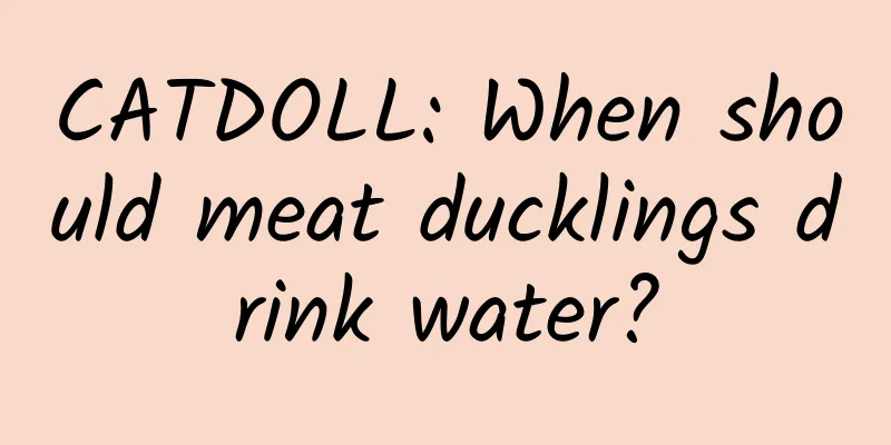 CATDOLL: When should meat ducklings drink water?