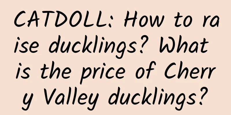 CATDOLL: How to raise ducklings? What is the price of Cherry Valley ducklings?