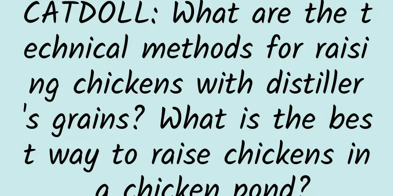 CATDOLL: What are the technical methods for raising chickens with distiller's grains? What is the best way to raise chickens in a chicken pond?