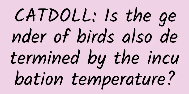 CATDOLL: Is the gender of birds also determined by the incubation temperature?