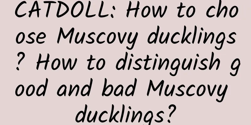 CATDOLL: How to choose Muscovy ducklings? How to distinguish good and bad Muscovy ducklings?
