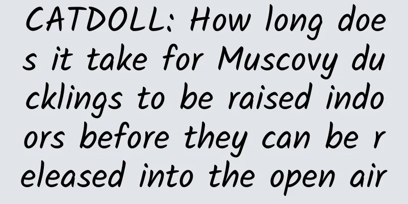 CATDOLL: How long does it take for Muscovy ducklings to be raised indoors before they can be released into the open air