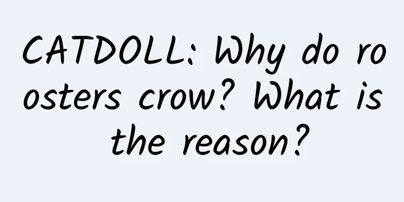 CATDOLL: Why do roosters crow? What is the reason?