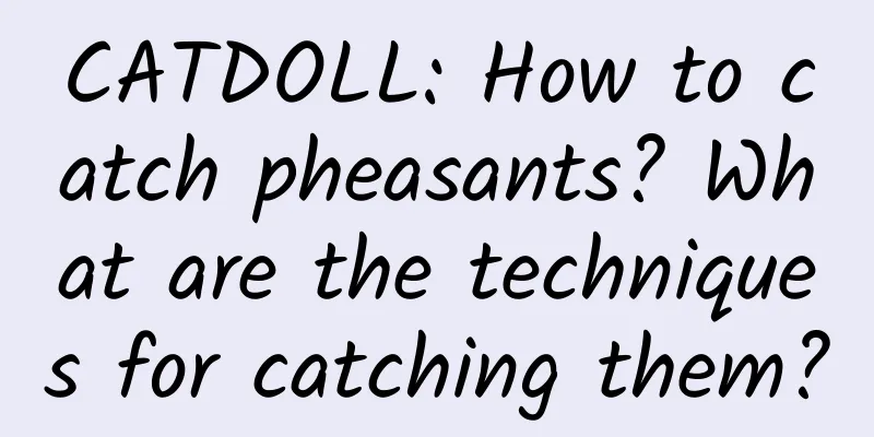 CATDOLL: How to catch pheasants? What are the techniques for catching them?