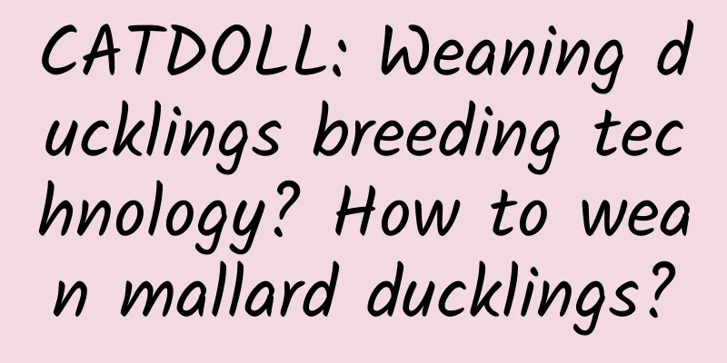 CATDOLL: Weaning ducklings breeding technology? How to wean mallard ducklings?