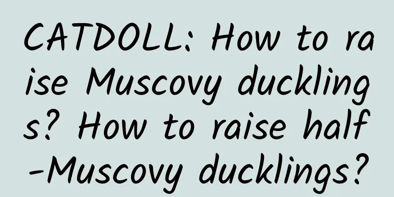 CATDOLL: How to raise Muscovy ducklings? How to raise half-Muscovy ducklings?