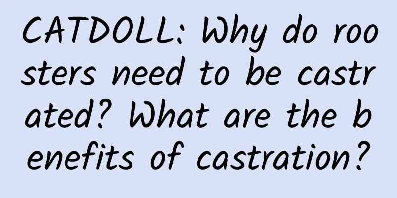 CATDOLL: Why do roosters need to be castrated? What are the benefits of castration?