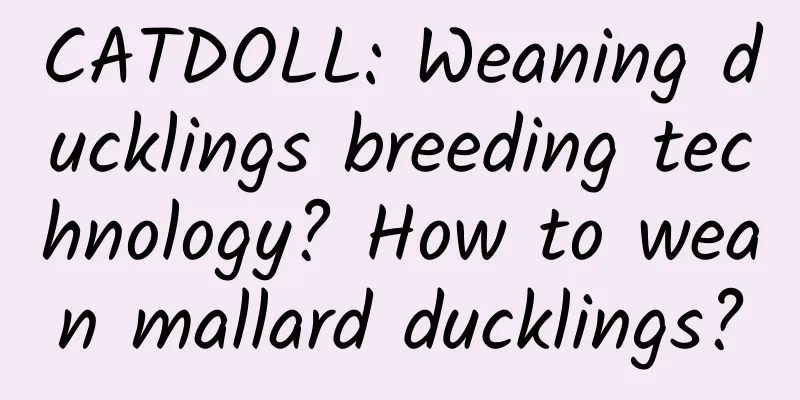 CATDOLL: Weaning ducklings breeding technology? How to wean mallard ducklings?