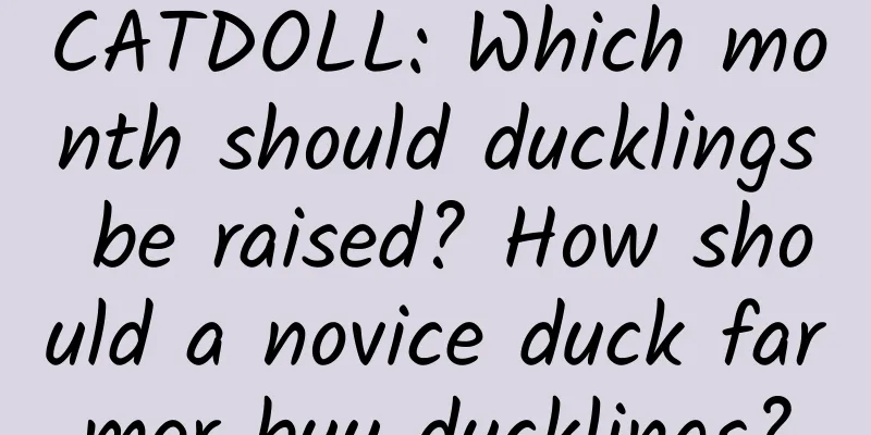 CATDOLL: Which month should ducklings be raised? How should a novice duck farmer buy ducklings?