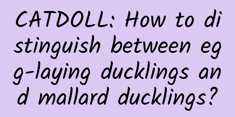 CATDOLL: How to distinguish between egg-laying ducklings and mallard ducklings?