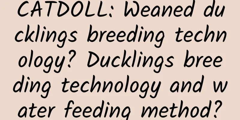 CATDOLL: Weaned ducklings breeding technology? Ducklings breeding technology and water feeding method?