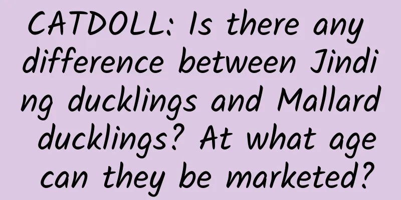 CATDOLL: Is there any difference between Jinding ducklings and Mallard ducklings? At what age can they be marketed?