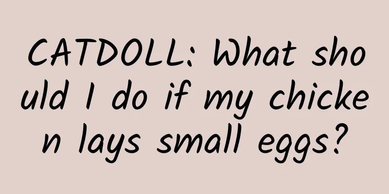 CATDOLL: What should I do if my chicken lays small eggs?