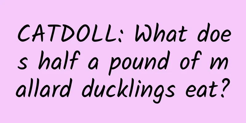 CATDOLL: What does half a pound of mallard ducklings eat?