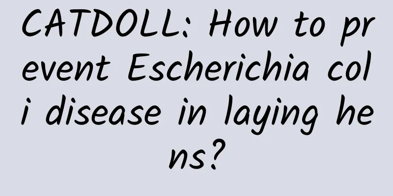 CATDOLL: How to prevent Escherichia coli disease in laying hens?