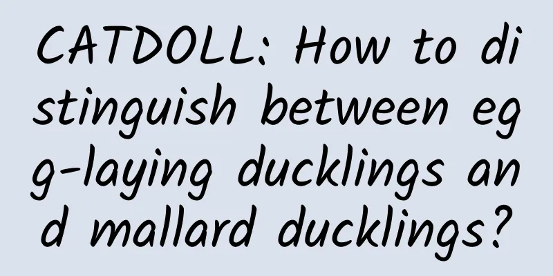 CATDOLL: How to distinguish between egg-laying ducklings and mallard ducklings?