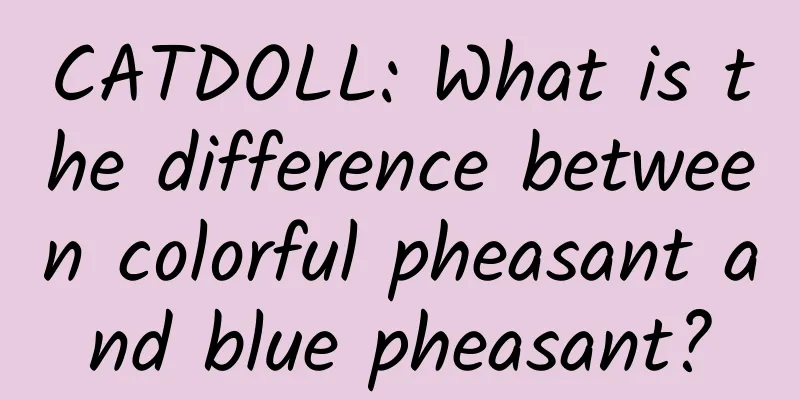 CATDOLL: What is the difference between colorful pheasant and blue pheasant?