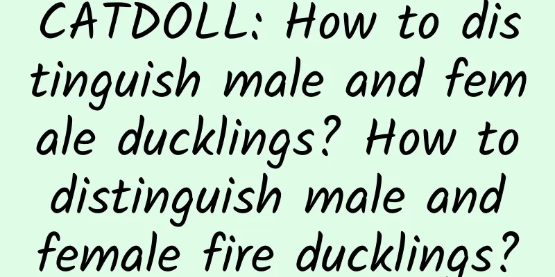 CATDOLL: How to distinguish male and female ducklings? How to distinguish male and female fire ducklings?