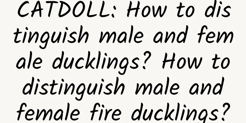 CATDOLL: How to distinguish male and female ducklings? How to distinguish male and female fire ducklings?