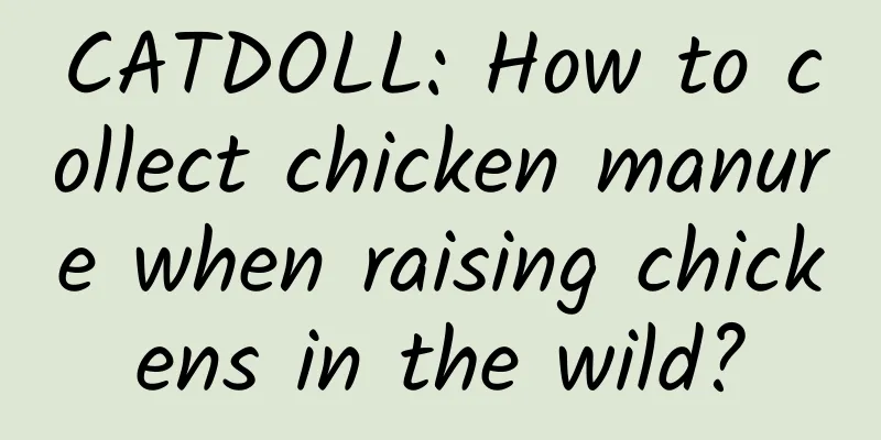 CATDOLL: How to collect chicken manure when raising chickens in the wild?
