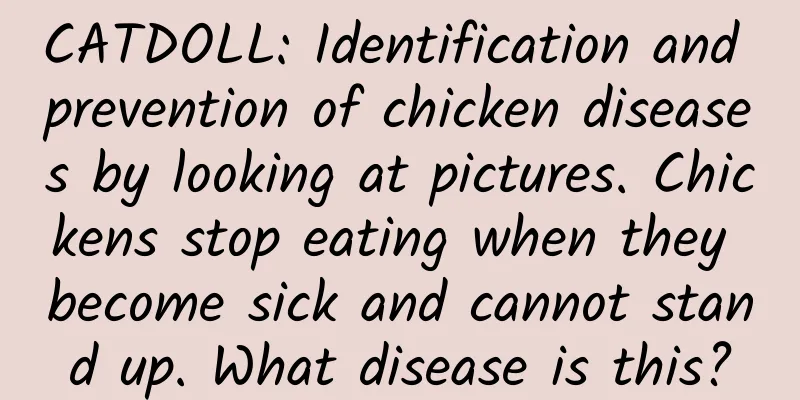 CATDOLL: Identification and prevention of chicken diseases by looking at pictures. Chickens stop eating when they become sick and cannot stand up. What disease is this?
