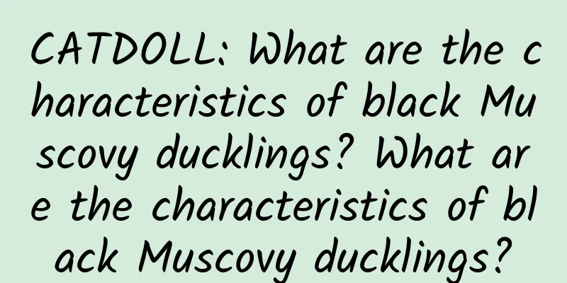 CATDOLL: What are the characteristics of black Muscovy ducklings? What are the characteristics of black Muscovy ducklings?