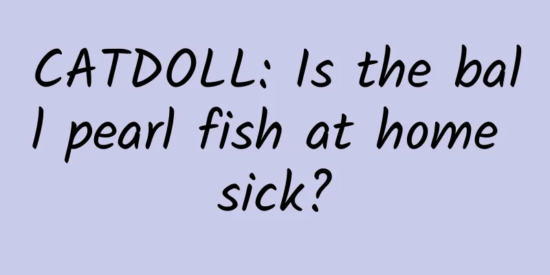CATDOLL: Is the ball pearl fish at home sick?